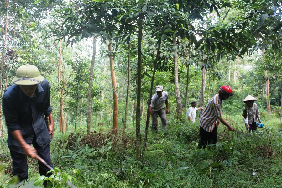 Nà Tấu: Nhiều giải pháp tăng cường công tác quản lý bảo vệ rừng