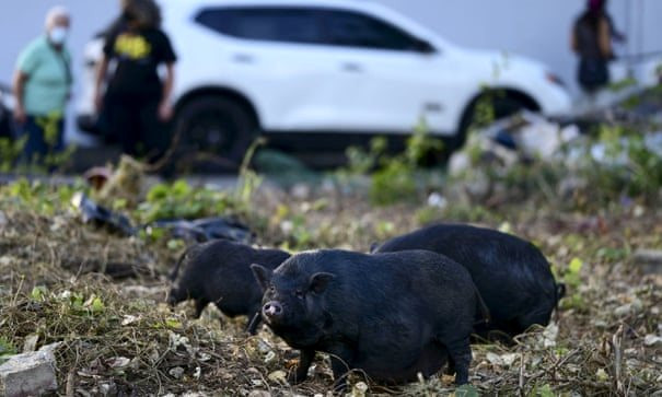 Lợn rừng thải 4,9 triệu tấn CO2, tương đương lượng khí thải của 1,1 triệu ô tô