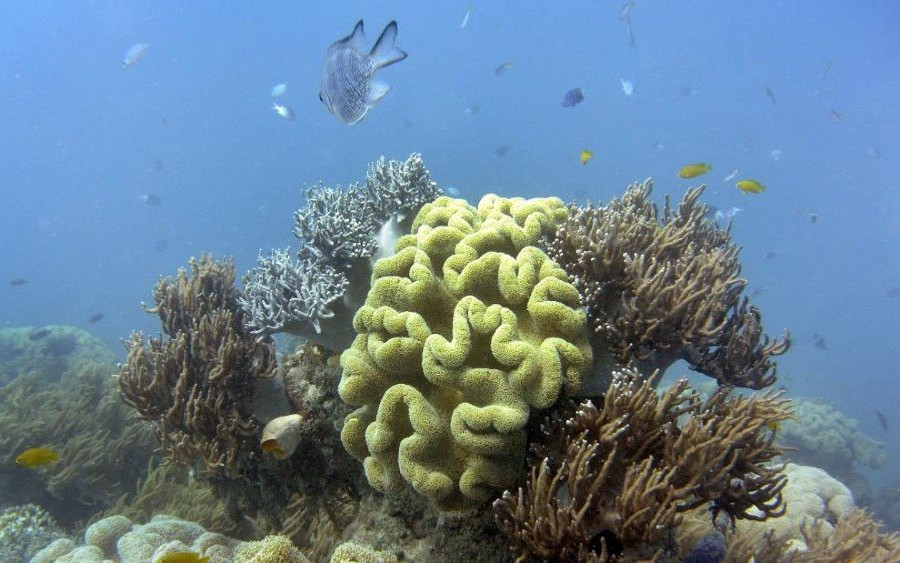 UNESCO quyết định không đưa rạn san hô Great Barrier vào danh sách di sản nguy cấp