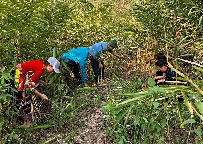 Điện Biên: Các chủ rừng sử dụng hiệu quả nguồn tiền từ dịch vụ môi trường rừng 
