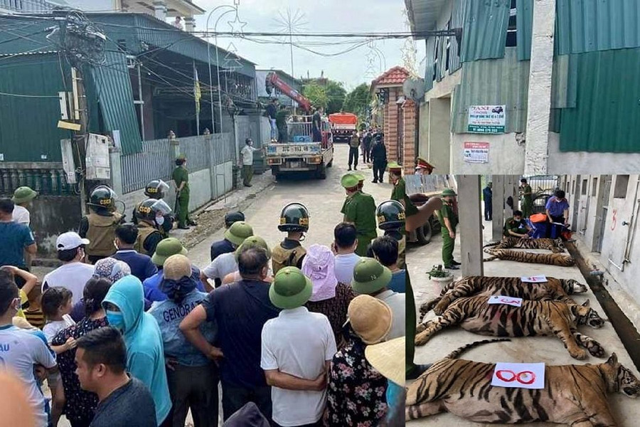 Vụ nuôi nhốt 17 con hổ ở Nghệ An: Chuyện “con voi chui lọt lỗ kim”?