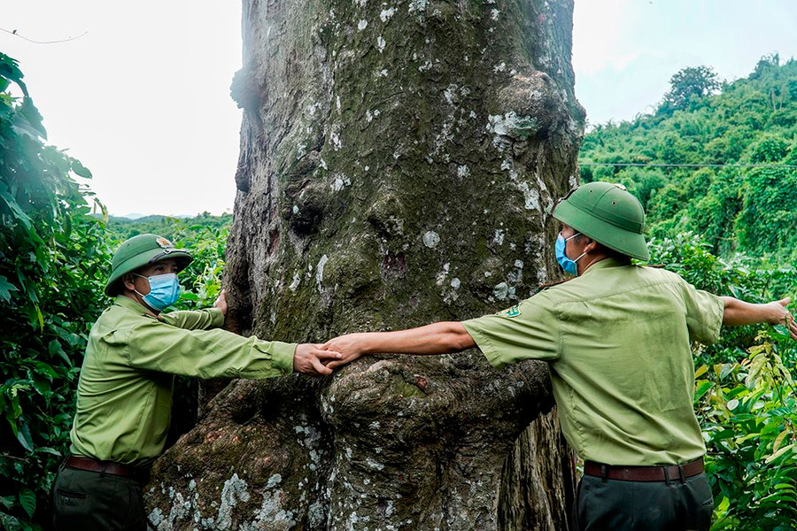 Cận cảnh cây Lim xanh “nghìn tuổi” tại Thanh Hóa