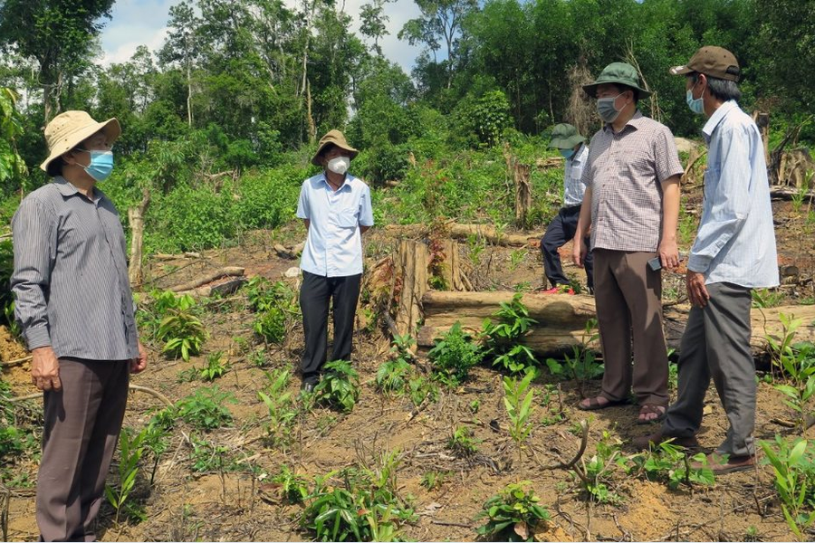 Chủ tịch UBND tỉnh Phú Yên chỉ đạo xử lý vụ phá rừng tại xã Sơn Hội