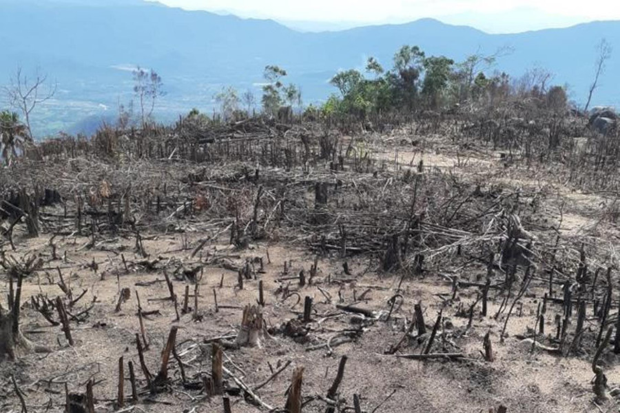 Bình Định: Điều tra, làm rõ đối tượng phá rừng xã Tây Thuận
