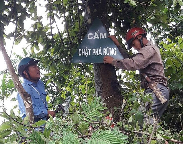 Nguồn lực để Mường Lay (Điện Biên) phát triển rừng bền vững