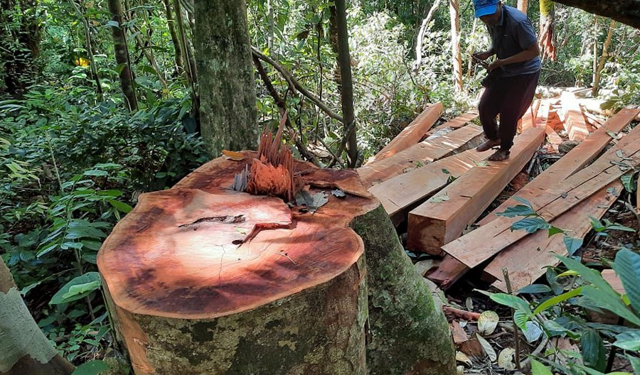 Vụ rừng phòng hộ ở Trà Bui (Quảng Nam) bị đốn hạ: Nhiều tập thể, cá nhân chịu trách nhiệm 
