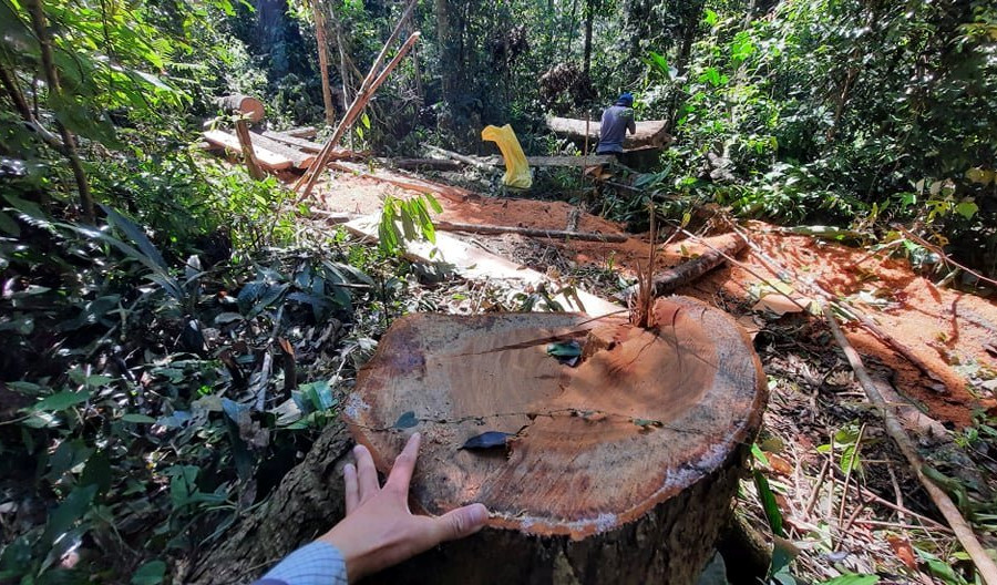 Quảng Nam: Khẩn trương chấn chỉnh công tác bảo vệ rừng 