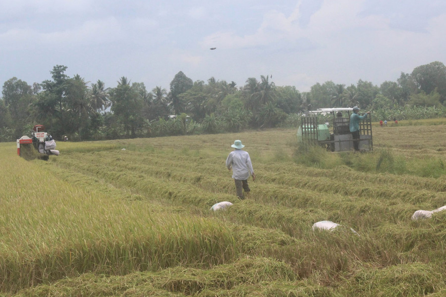 Hậu Giang: Tập trung khôi phục sản xuất nông nghiệp gắn với bảo vệ môi trường 