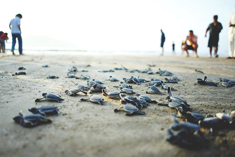 Bài dự thi “Cùng giữ màu xanh của biển”:  “Vượt cạn” cùng rùa Côn Đảo