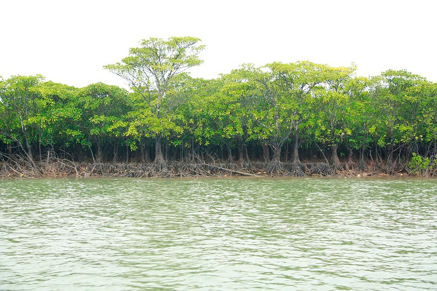 Bài dự thi “Cùng giữ màu xanh của biển”: Hồi sinh rừng ngập mặn Đồng Rui - Bài 1: Những ký ức về rừng