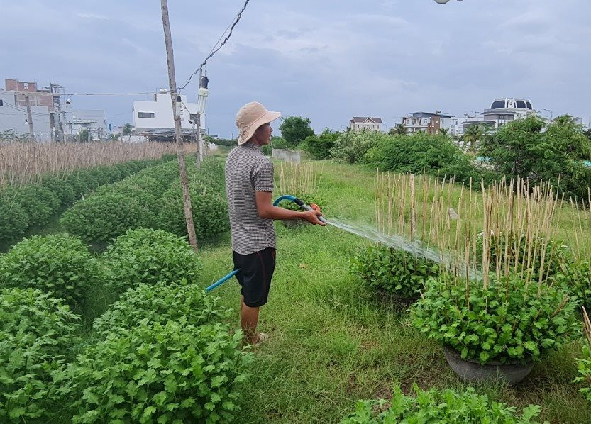 Bình Định: Nhọc nhằn nghề trồng hoa cúc