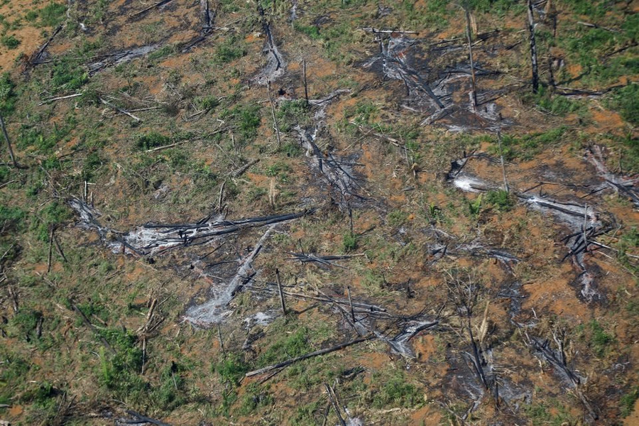 Tốc độ phá rừng Amazon tăng cao nhất trong 15 năm
