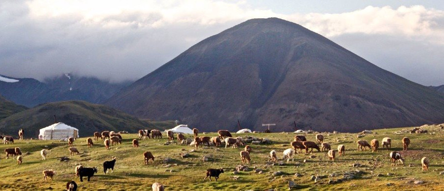 Liên Hợp Quốc và Quỹ Môi trường Toàn cầu hỗ trợ Mông Cổ bảo vệ hươu xạ