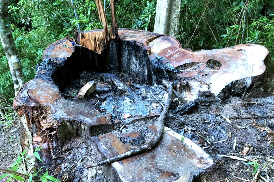 Bắt 1 nhân viên bảo vệ rừng vì để mất gần 85m3 gỗ