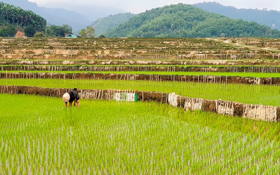 Thanh Hóa: Hỗ trợ gạo cho đồng bào dân tộc chăm sóc, bảo vệ và phát triển rừng