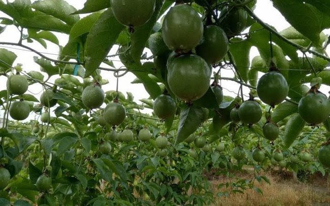 Phát triển cây ăn quả nâng cao sản lượng nông sản ở Mường Ảng