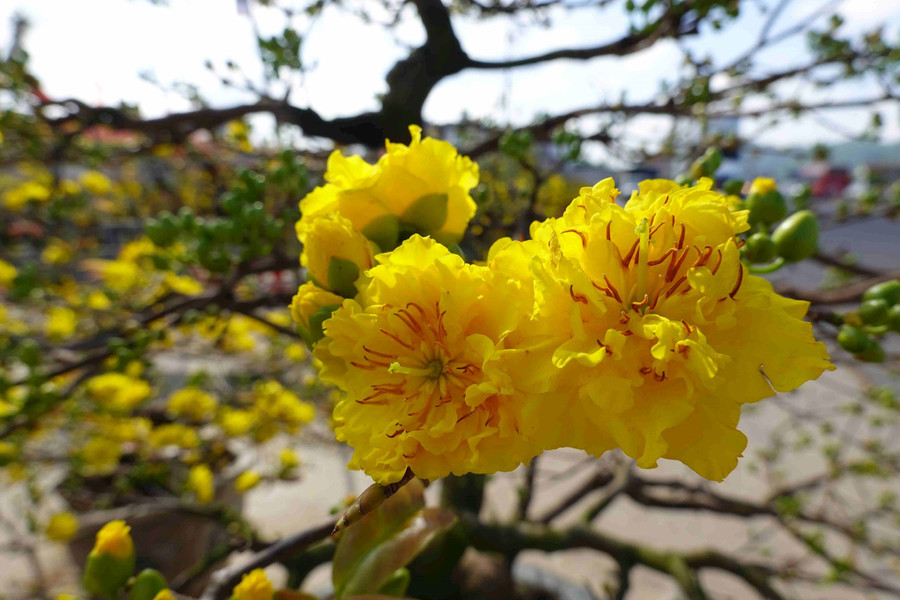 Bình Định: Mai vàng khoe sắc đón nắng xuân