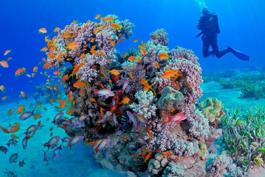 Thế giới chạy đua để cứu các rạn san hô khỏi cuộc khủng hoảng khí hậu