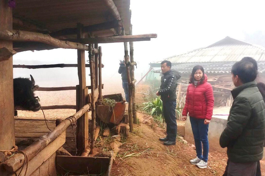 Điện Biên: Nhiệt độ giảm sâu hàng trăm con trâu, bò chết rét
