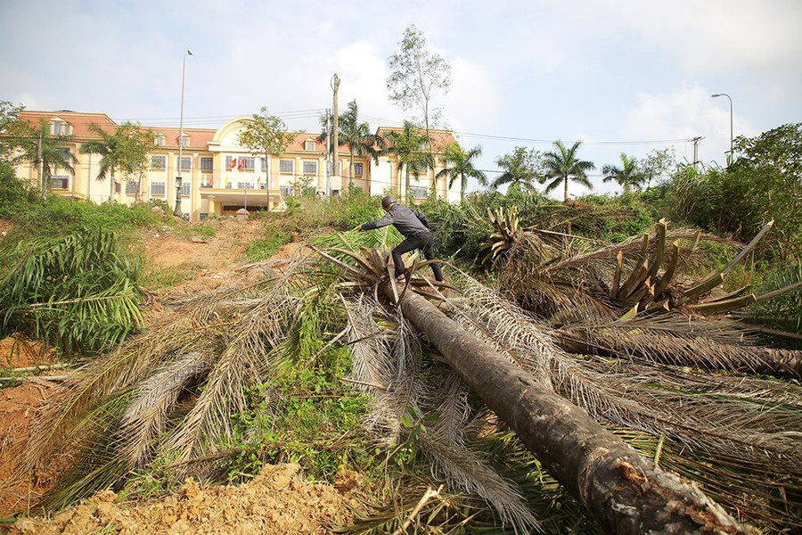 Quảng Trị: Di chuyển những cây cọ dầu lâu năm tại khu vực thực hiện dự án của Vingroup