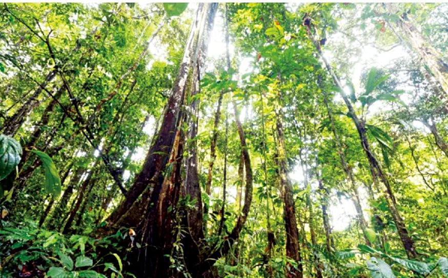 Rừng Amazon có thể đạt đến “điểm tới hạn”