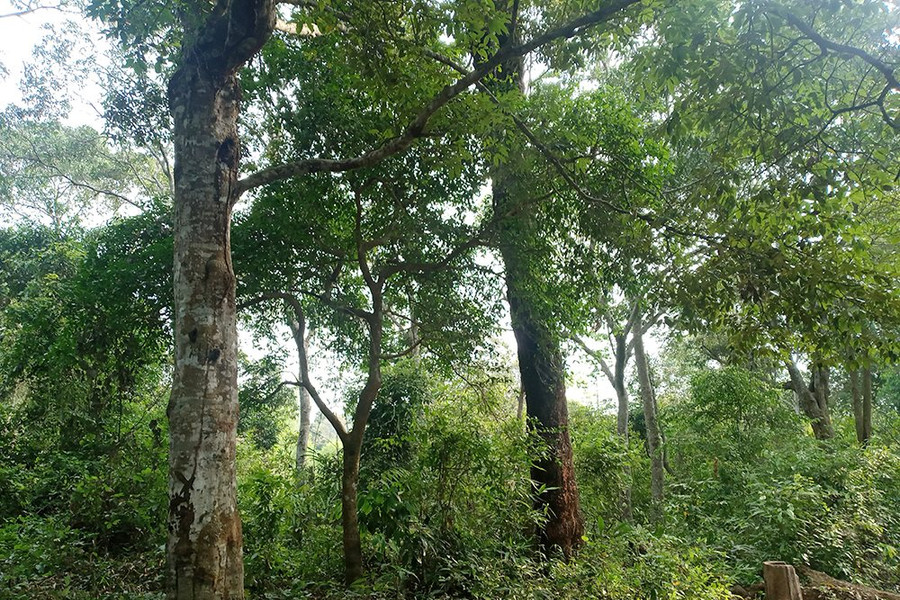 Điện Biên: Triển khai hiệu quả công tác trồng rừng