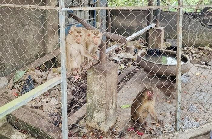 TP. Huế: Nhà chùa phát hiện 4 cá thể khỉ quý hiếm