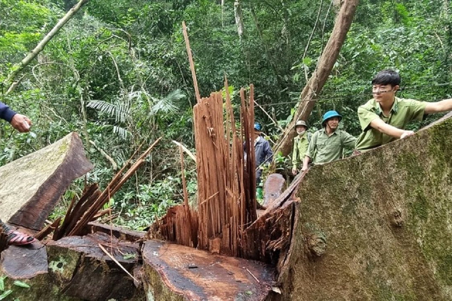 Quảng Trị: Khởi tố vụ phá rừng tại Khu Bảo tồn thiên nhiên Bắc Hướng Hóa
