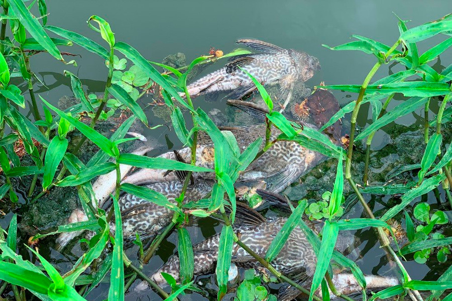 Quảng Ngãi: Điều tra nguyên nhân gây cá chết hàng loạt trên sông Bàu Giang