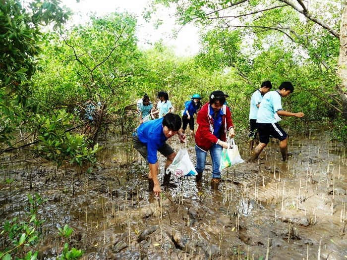 Tăng dày rừng ngập mặn tại 5 tỉnh Đồng bằng sông Cửu Long