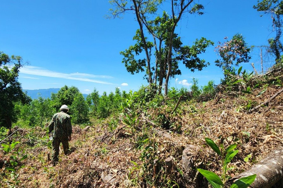 Bình Định: Chủ tịch UBND huyện Phù Mỹ chỉ đạo xử lý vụ lấn, chiếm trái phép đất rừng