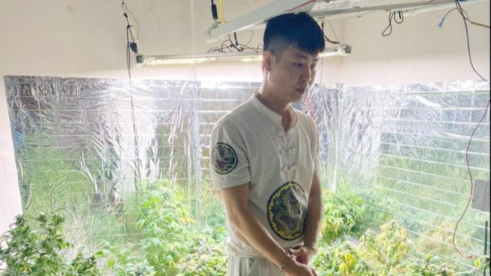 Quảng Ninh: Bắt khẩn cấp nam thanh niên trồng, chế biến cần sa tại nhà riêng