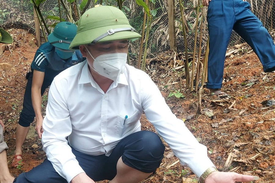 Nghệ An: Hỗ trợ hơn 5 tỷ đồng phát triển cây dược liệu dưới tán rừng