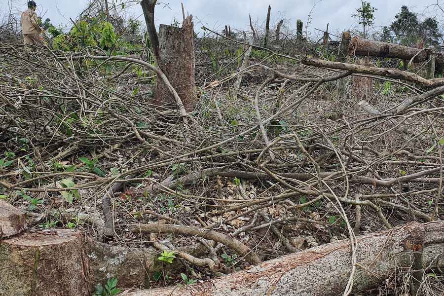 Quảng Trị: Phát hiện tình trạng phá rừng trái khép khi bắt gỗ lậu