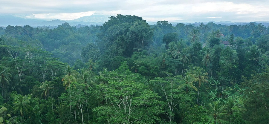 Nhiều quốc gia ghi nhận số vụ phá rừng gia tăng
