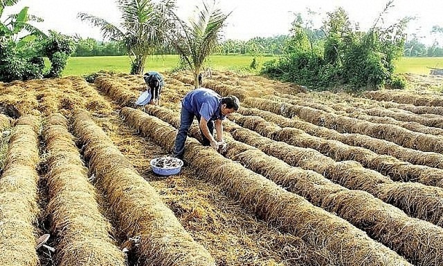 Biến phụ phẩm nông nghiệp thành tài nguyên tái tạo