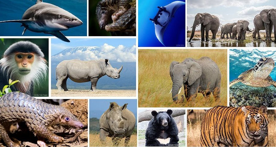 Gần 70% quần thể động vật hoang dã bị suy giảm trong vòng chưa đầy một thế kỷ
