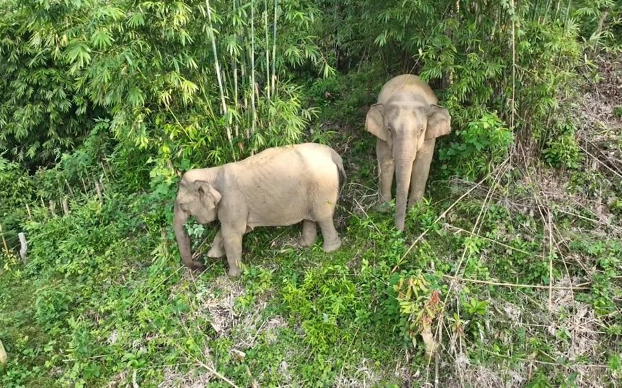 Nghệ An: Hai cá thể voi xuất hiện phá keo người dân ở Quỳ Châu