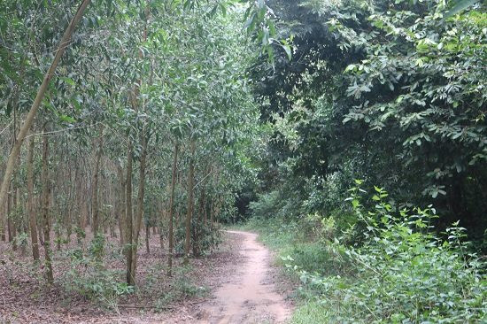 Tây Ninh: Chú trọng phát triển rừng