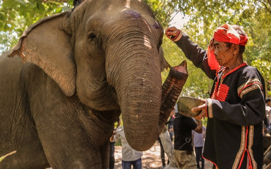 Đắk Lắk:﻿﻿ Xây dựng đề án bảo tồn voi trong lễ hội và du lịch