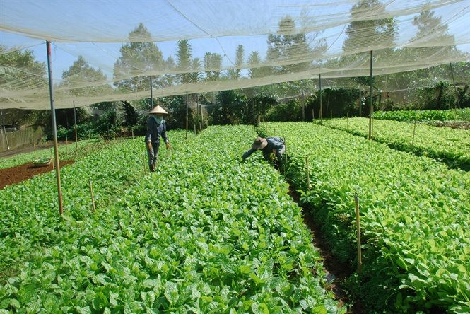 Xã Phú Hội , huyện Ðức Trọng, tỉnh Lâm Đồng: Cải thiện đời sống người dân nhờ chuyển đổi cơ cấu cây trồng