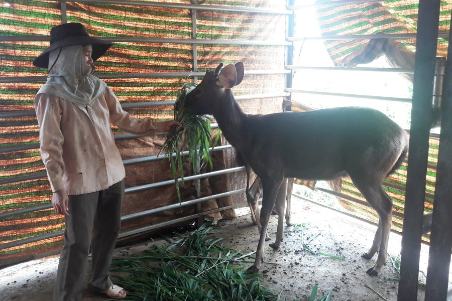 Xã Cư Êbur, TP. Buôn Ma Thuột:﻿﻿ Cấp sổ theo dõi nuôi nhốt động vật hoang dã cho 362 hộ nuôi nai