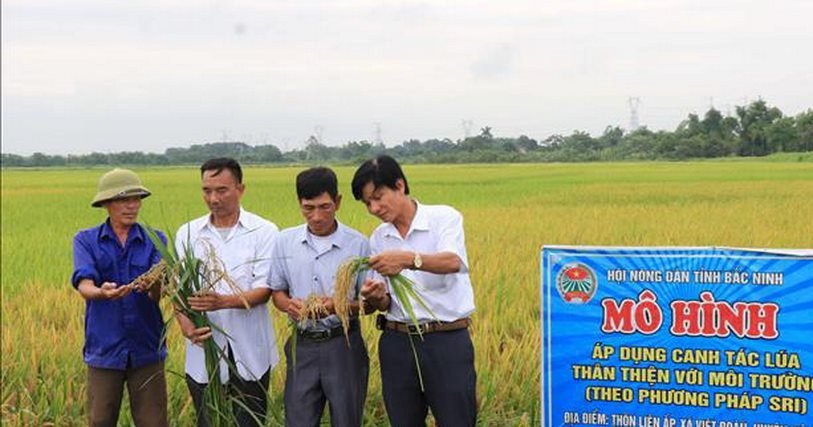 Bắc Ninh: Tập huấn, vận động người dân canh tác lúa thân thiện môi trường