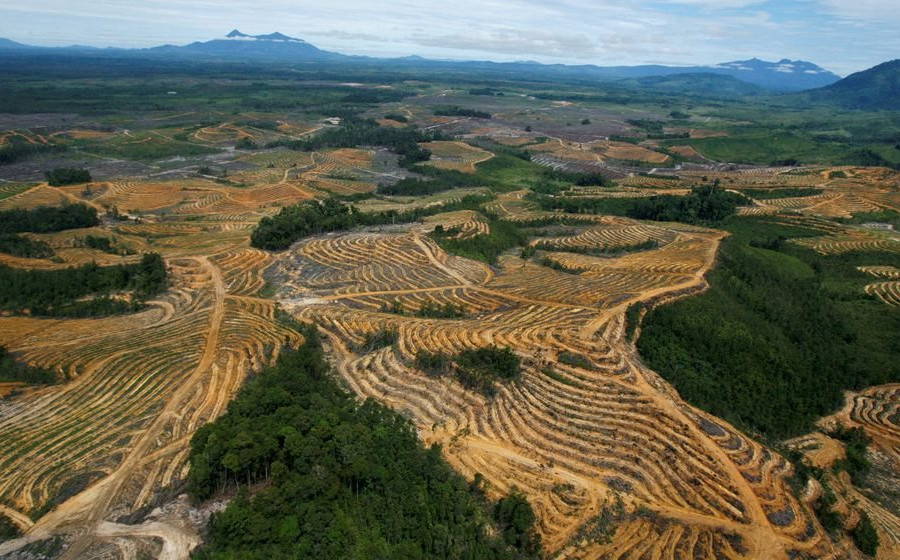 EU cấm nhập khẩu các sản phẩm liên quan đến phá rừng