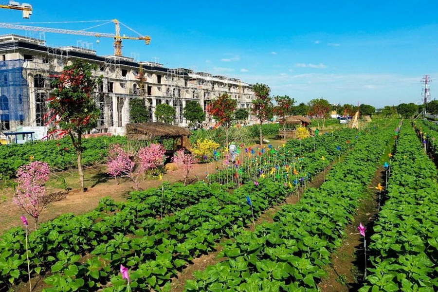 Mở cửa Vườn hoa Hướng Dương đậm chất phương Nam tại Van Phuc City