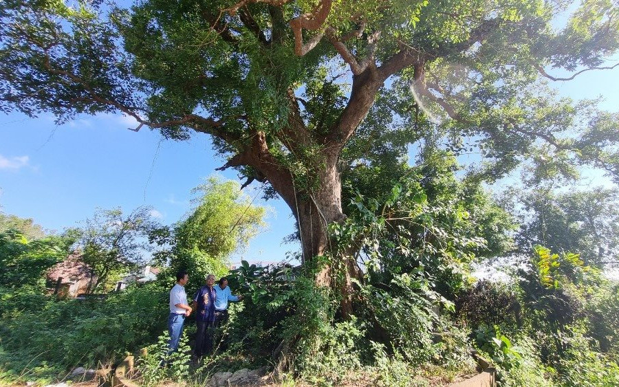 Quảng Ngãi: Giữ gìn giá trị cây di sản để khơi dậy tinh thần bảo vệ môi trường