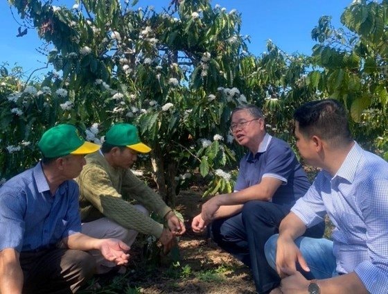 Bình Điền khởi động chương trình Canh tác cà phê thông minh tại Tây Nguyên