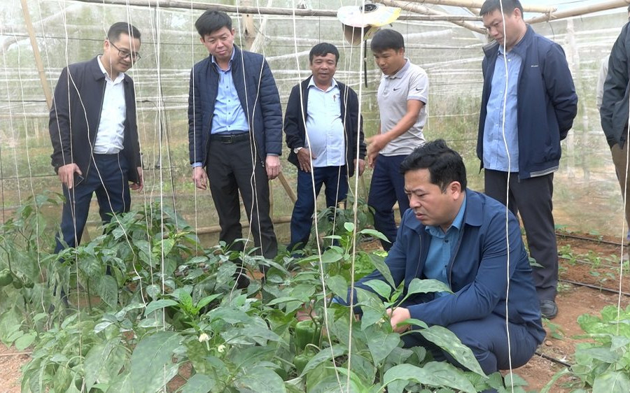 Quan Sơn (Thanh Hóa): Thoát nghèo nhờ mô hình trồng rau sạch an toàn 