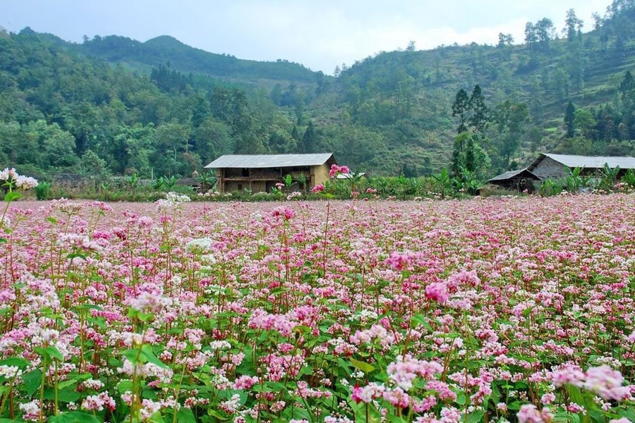 Kỳ tích trên đỉnh mù sương