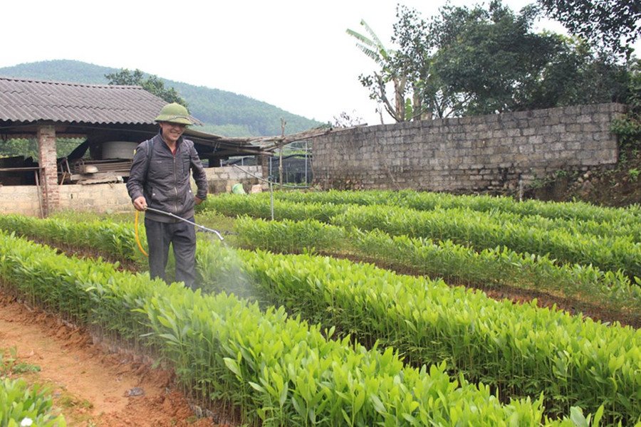 Tuyên Quang: Phát triển kinh tế lâm nghiệp bền vững